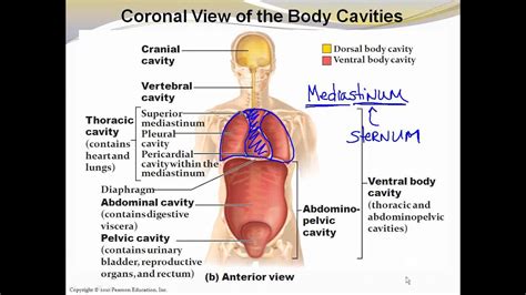 1_6 Body Cavities and Membranes - YouTube