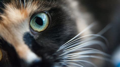 Treating Cat Conjunctivitis - VetMedX Animal Wellness