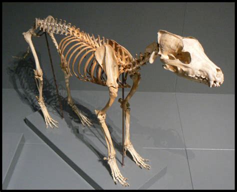 Wolf skeleton by neonspider on DeviantArt