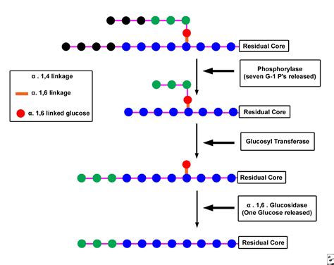 Glycogen Storage Disorders | Dandk Organizer