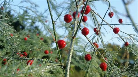 Why You Should Never Eat Asparagus Berries