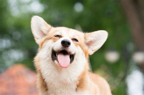 8 Weird Corgi Behaviors: Corgi Or Quirky