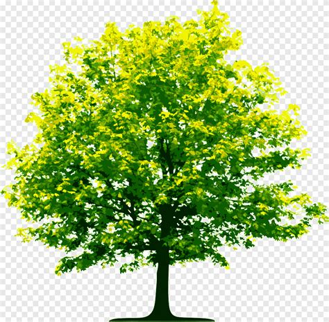 árbol de hojas verdes, árbol verde claro, naturaleza, arboles png | PNGEgg