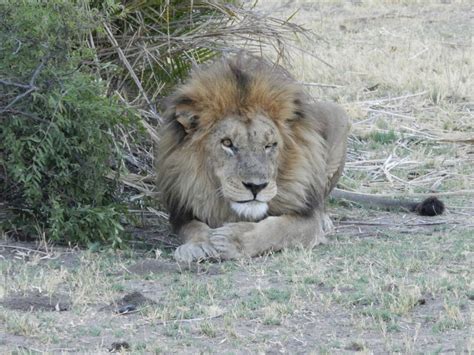 Meet Botswana's Okavango Delta lions — one of the largest cats on Earth ...