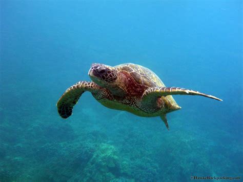 Hawaii Snorkeling - HawkeBackpacking.com