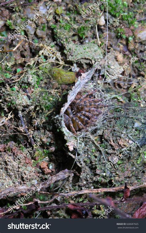 Trapdoor Spider Habitat Stock Photo 668687665 | Shutterstock