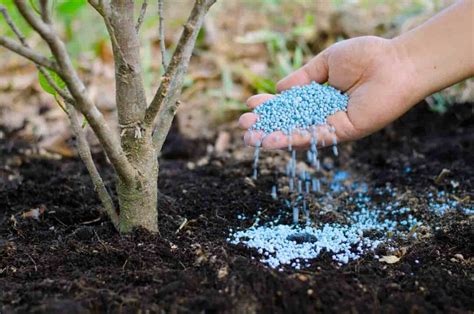 The Best Fertilizer for Peach Trees - Minneopa Orchards