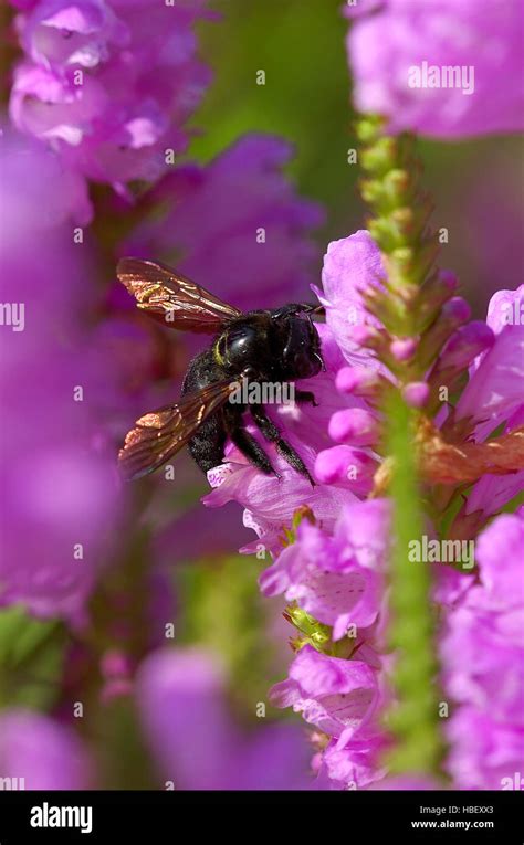 Carpenter Bee on Foxglove, Southern California Stock Photo - Alamy