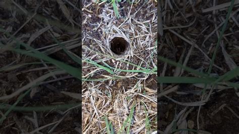 Wolf spider nest - YouTube