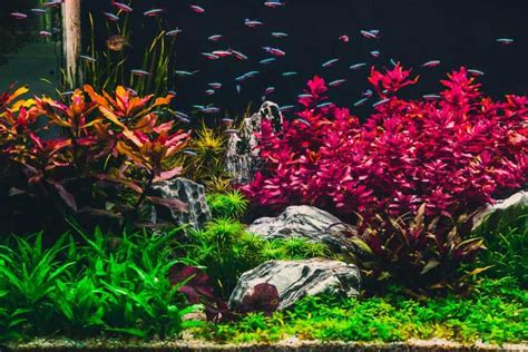 11 Red Aquarium Plants That Can Add Color To Your Tank – Aquarium Genius