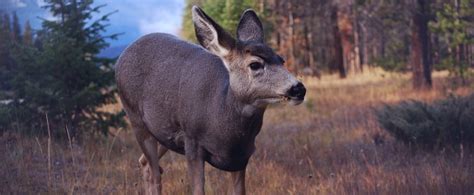 Idaho Residents' On Wildlife Management - Faunalytics