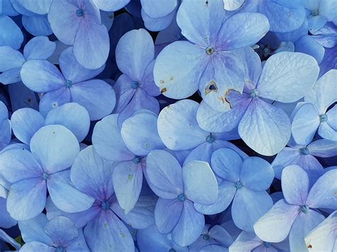 Beautiful Blue Flowers Background Images | Best Flower Site