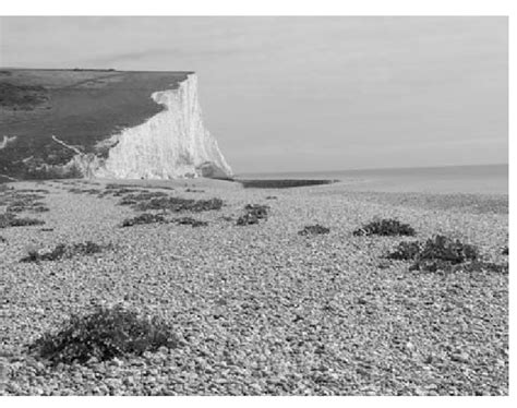 Beach gravel deposits (shingle beach) in a classical locality along the ...