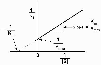 How To Find Vmax On A Lineweaver Burk Plot - PELAJARAN