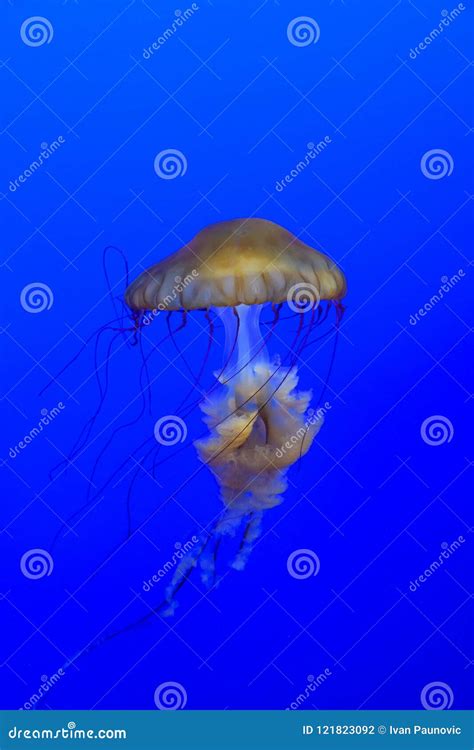 Sea Nettle Jellyfish stock photo. Image of chrysaora - 121823092