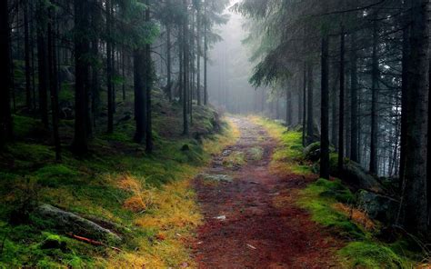 Foggy Pine Forest - Image Abyss