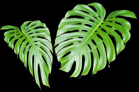 Large tropical leaves stock image. Image of decorative - 590203