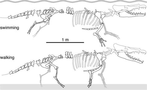 Protocetus Skeleton