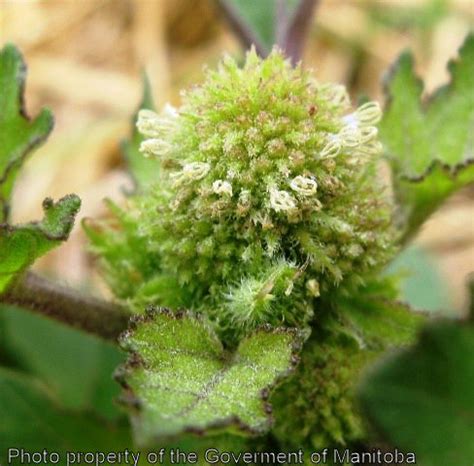 Province of Manitoba | agriculture - Cocklebur