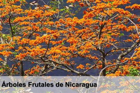 Árboles Frutales de Nicaragua | Arboles frutales