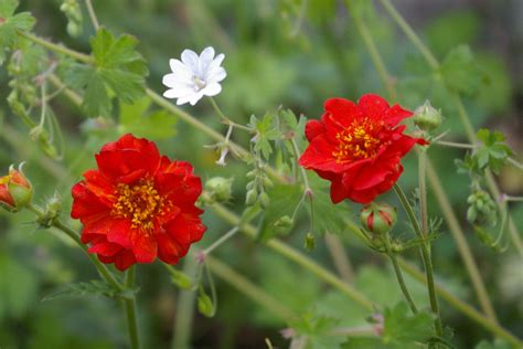 Geum 'Mrs J. Bradshaw' (d) – Ballyrobert Gardens