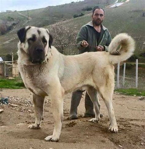 The Cutest Cat Breeds In 2019 | Kangal dog, Big dog breeds, Dog breeds