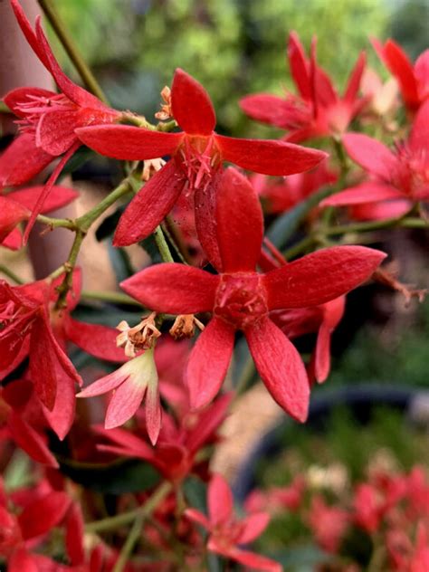 Christmas Bush Grow Guide - Australian Natives - The Gourmantic Garden