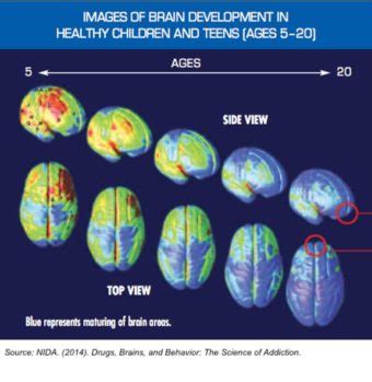 How do drugs affect the brain? – Families for Addiction Recovery