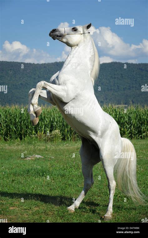 Arabian Horse Stallions At Stud Wallpaper | Joss Wallpapers