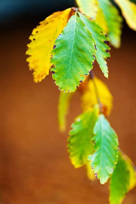 Autumn Beech Leaves Free Stock Photo - Public Domain Pictures