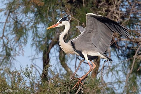 Grey Heron Photos, Grey Heron Images, Nature Wildlife Pictures | NaturePhoto