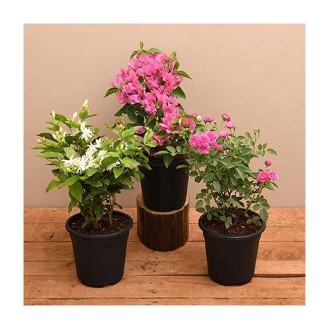 Year Round Flowering Plants Packs