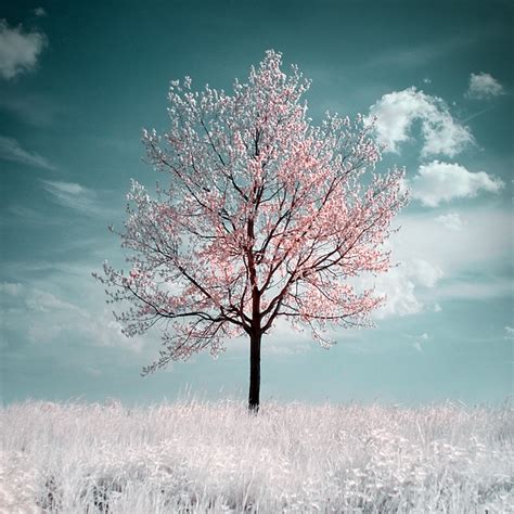 40 Naturally Beautiful Photos of Trees | PSDFan