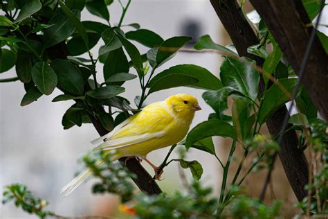 "A Canary in a Coal Mine:" Meaning and Origin Revealed - A-Z Animals