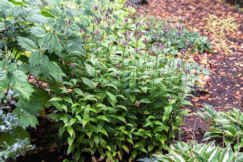 How to Grow and Care for Toad Lily