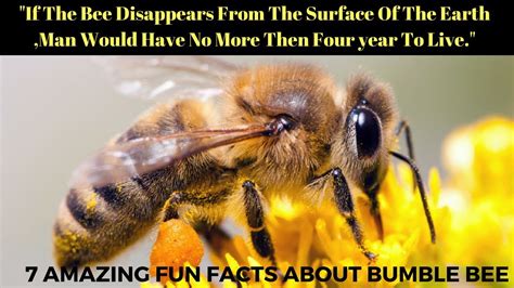 7 Truly Amazing Fun Facts About Bumble Bee For Kids That will blow your mind - YouTube