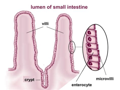 Diferencia entre Cilia Stereocilia y Microvilli