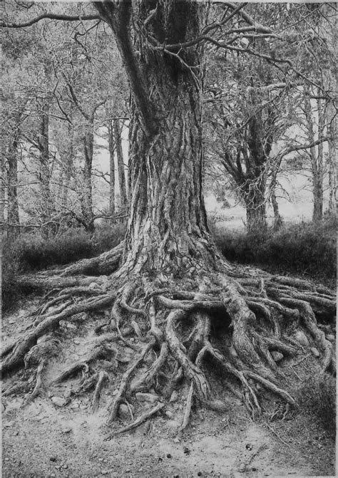 Tree roots | Tree drawing, Landscape drawings, Tree art