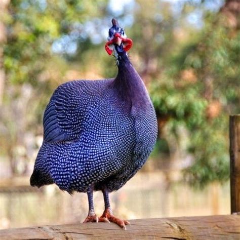 Royal Purple Guinea Keets | Pet birds, Guinea fowl, Beautiful birds