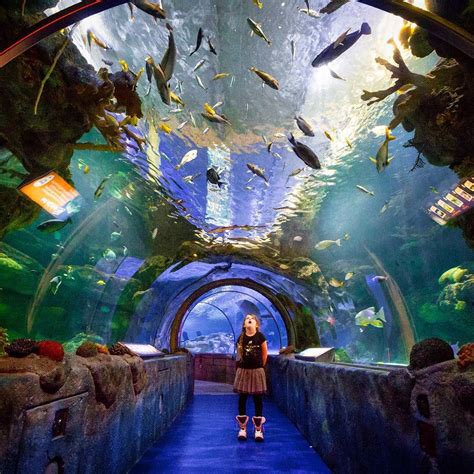 Travel With Bender 🌎 on Instagram: “Staring at the sea life in Sea Life aquarium located within ...