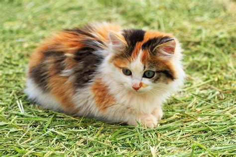 Tagyard Academy | WANT TO KNOW ABOUT CALICO CAT?