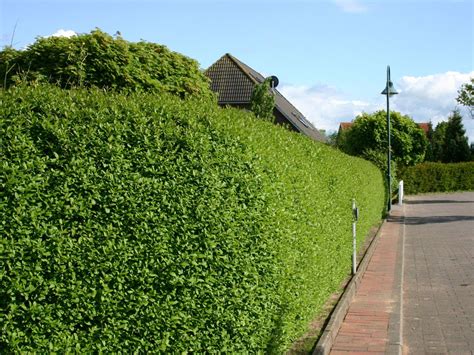 Ovalblättriger Liguster - Ligustrum ovalifolium - Baumschule Horstmann