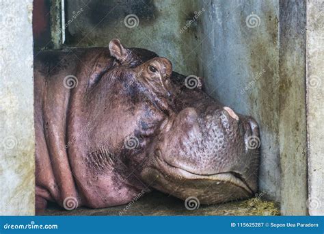 Head Of A Hippopotamus, Hippopotamus Amphibious, At The Tana Lake ...