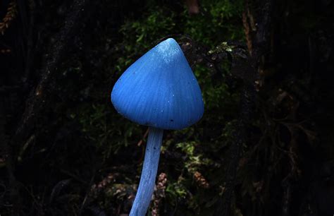 Entoloma hochstetteri: The Ultimate Mushroom Guide