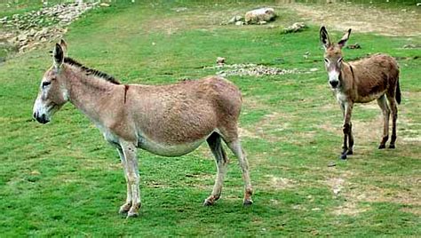 Burro, EQUUS AFRICANUS ASINUS