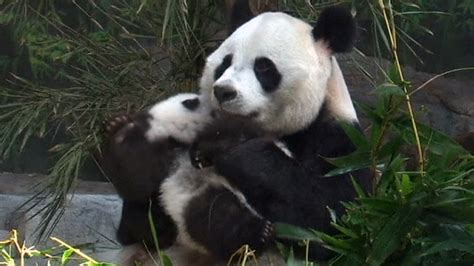 See Mother Panda Bear Hug Her Cub After Reunion - NBC News