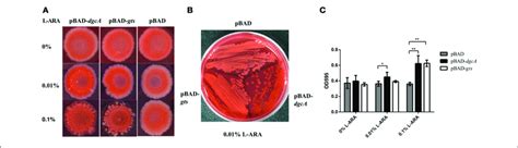 | Congo red staining and biofilm formation assays. (A,B) Congo red ...