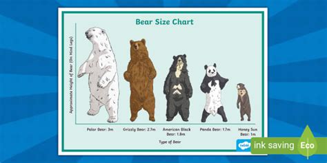 Bear Size Chart Display Poster (professor feito) - Twinkl