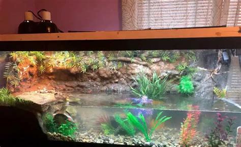 African Sideneck Turtle Habitat: How to Setup an Indoor Enclosure