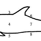 Blubber sampling locations in the striped dolphin ( S. coeruleoalba ). | Download Scientific Diagram